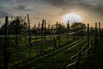 Obraz premium Vineyard Trellis System at Sunset