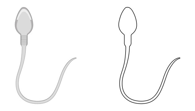Anatomy and Structure of a Human Sperm Cell