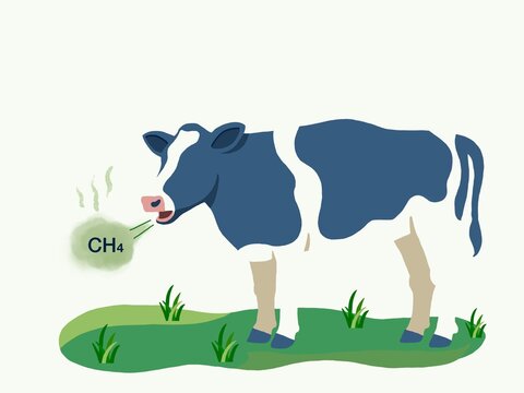 Cow Burping Methane Gas CH4