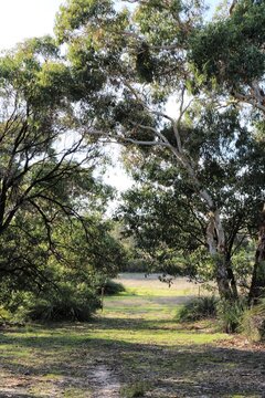 View from eucalyptus tree-lined path, South Australia