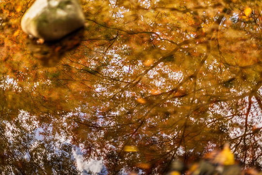 Beautiful reflection of vibrant autumn maple leaves on the water surface of a pond November 2023