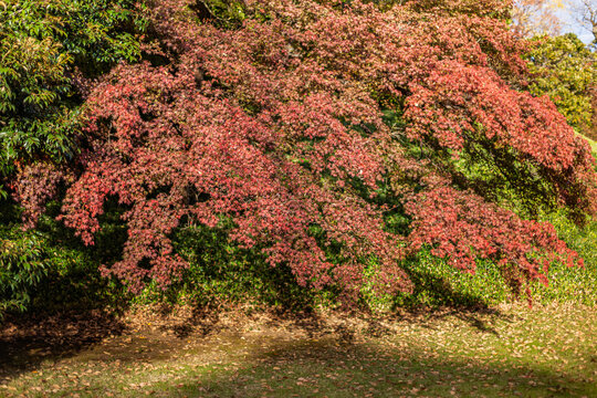 Vibrant red maple tree spreading branches over the lawn in Koishikawa Korakuen Garden November 2023