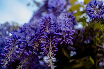 Fototapeta premium Purple Wisteria Flowers in Full Bloom