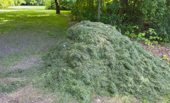 A pile of freshly mowed grass in a park.
