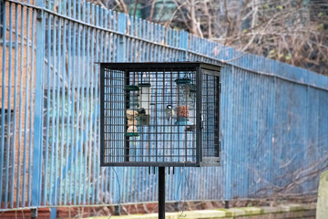 Bird feeder designed to keep squirrels away, featuring a blue tit perched inside. © Svetlana