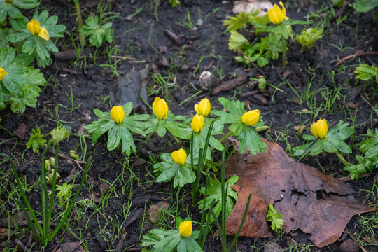 Spring snowflake blooms in early spring, brightening the garden with vibrant yellow flowers.