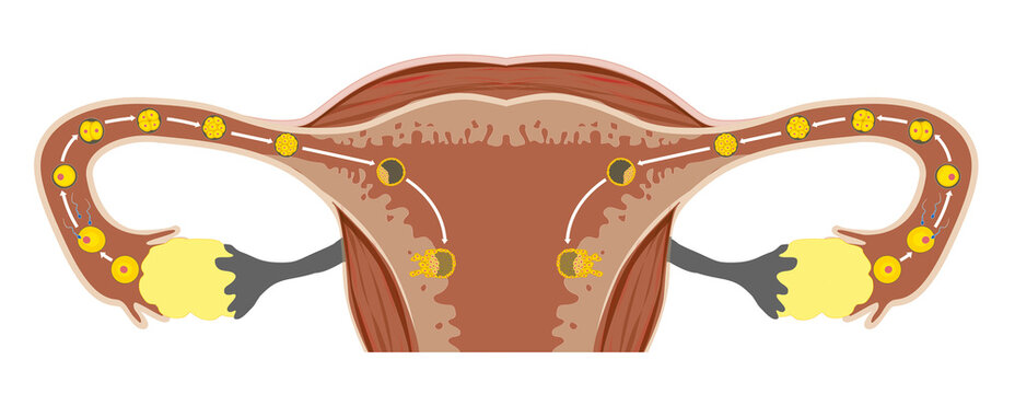 Stages from Fertilization to Implantation of the Human Embryo