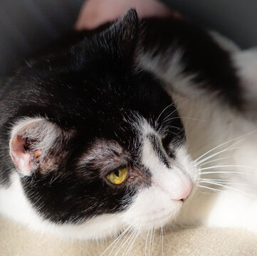 Katze 