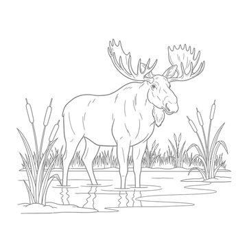 White moose standing in marshy wetland with tall grasses and water in minimalist line art illustration