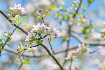 Fototapeta premium Pink apple blossoms on branch, soft sunlight and blue sky background, early morning orchard scene showing tender buds and fresh leaves, airy bokeh and gentle pastel tones