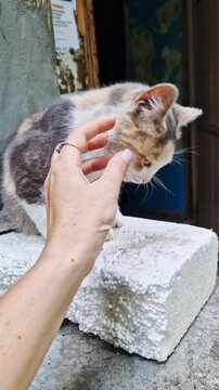 A close-up view of a female hand gently petting a small calico kitten resting on a textured white styrofoam block. Concept of animal rescue, compassion, and affection for stray pets.