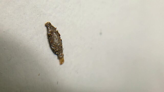 Phereoeca uterella casebearer larva crawling on indoor wall surface, macro footage showing insect behavior, household pest activity, camouflage, and entomology concept.