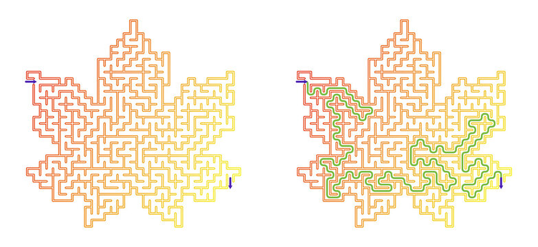 Colorful maze design in the shape of an autumn maple leaf  