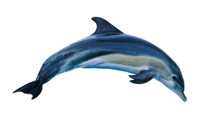Fototapeta premium Isolated striped dolphin, graceful marine mammal leaping and swimming with vibrant blue and white markings