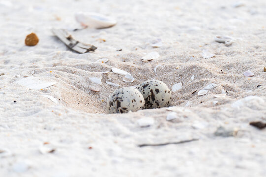 Two speckled least tern eggs in a nest scrape on open sandy ground, Florida Gulf Coast.