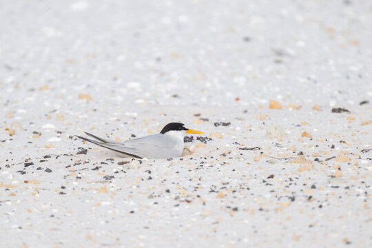 Least Tern incubating eggs on a scrape type nest in rough sand and broken shells