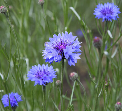 Blue cornflower