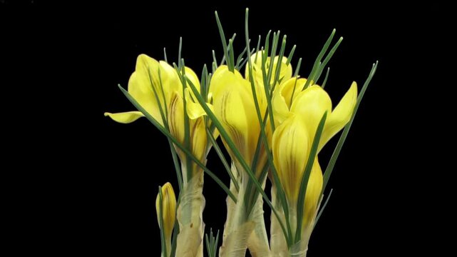 Time lapse of opening, growing and dying yellow crocus isolated on black background