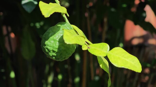 Kaffir lime fruit and distinctive double leaves hanging on tree branch.