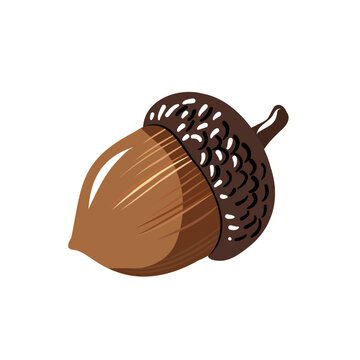 Oak Acorn Isolated on White Background Hand Drawn Illustration