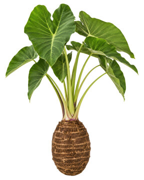 Taro Root Whole Corm with Green Leaves Isolated on White Background