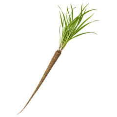 Black Salsify Whole Root with Green Leaves Isolated on White Background © TakoyakiAI