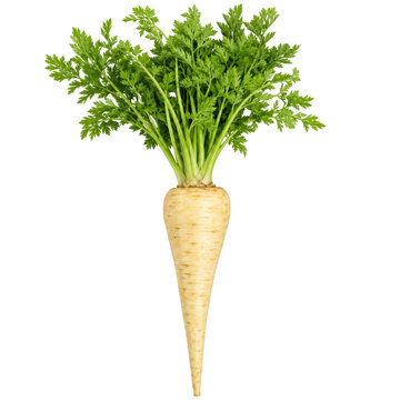 Parsnip Whole Root with Green Tops Isolated on White Background