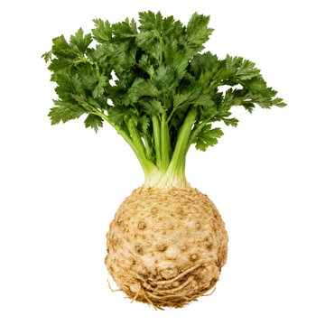 Celeriac Whole Root with Green Leaves Isolated on White Background