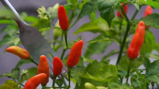 A metal dining fork touching a ripe red chili on the plant.