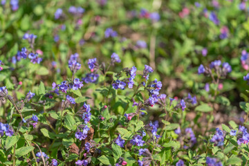 Obraz premium Medicinal plant featuring purple flowers and leafy stems in nature setting. Herbal remedy plant displaying vivid purple blossoms amidst green foliage in rural environment