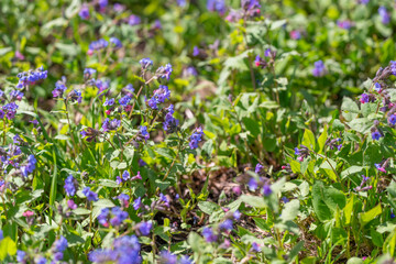 Fototapeta premium Repetitive arrangement of violet flowers forming visual texture. Repeated violet flower pattern establishing rich visual and textural elements for backgrounds and design projects