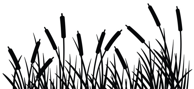 cartoon lisdodde or typha latifolia It is an aquatic plant. They have long, narrow leaves, a straight stem, and a brown, cigar-shaped spadix. They grow mainly in swamps, ditches, and along banks.