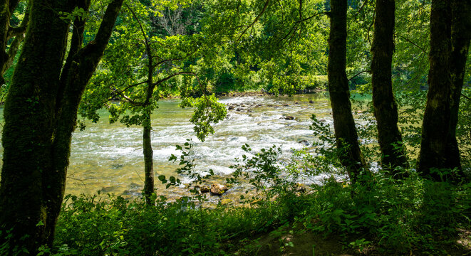 Forest framed view of the Kolpa Kupa River with lively rapids and abundant vegetation, celebrating biodiversity and eco travel