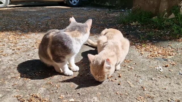 Two stray domestic cats eat dry kibble scattered across a sunlit outdoor concrete pavement. Concept of animal rescue, street animal welfare, and compassionate outdoor feline feeding.