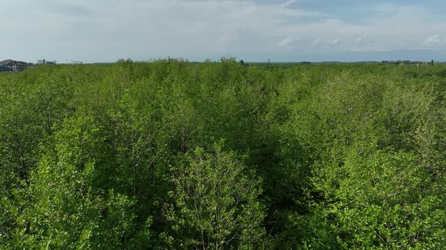 Aerial view of densely forested green island inside the river delta at Anaklia resort in Georgia