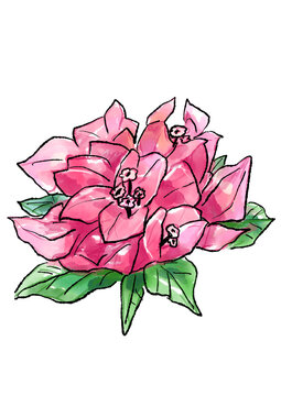ショッキングピンク Images – Browse 1,184 Stock Photos, Vectors