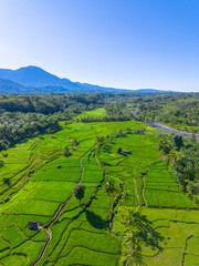 Obraz premium Beautiful morning view in Indonesia, panoramic landscape of rice fields with mountain ranges and clear sky