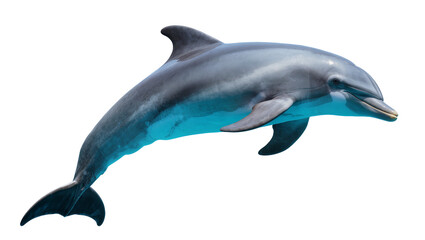 Isolated bottlenose dolphin swimming gracefully, a beautiful marine mammal captured in natural light. © Francisco
