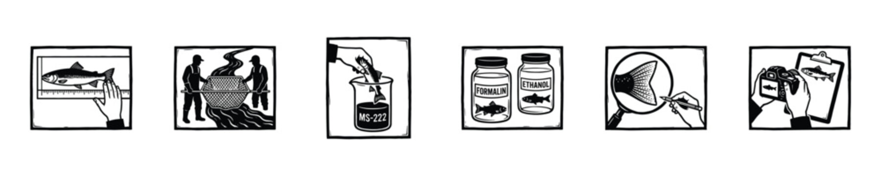 Scientific illustration of fish research and preservation techniques