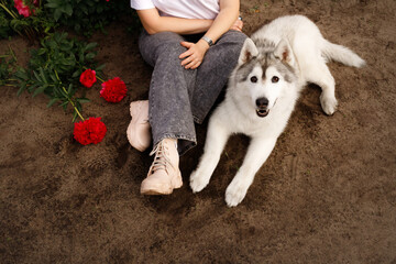 High angle view of cute Siberian husky dog lying on ground near woman legs in field. Fluffy purebred puppy resting outdoors with owner in summer garden. Beautiful malamute pet look up near red peonies © Krystsina