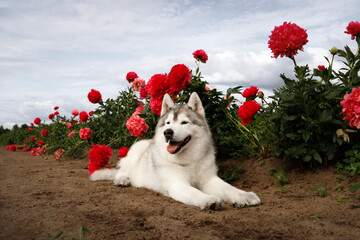 Cute Siberian husky dog lying on ground in field of blooming red peonies flowers. Fluffy purebred puppy resting outdoors in summer garden. Beautiful malamute pet portrait under blue sky with clouds © Krystsina