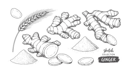 Hand drawn of ginger root slices powder and wheat stalk © Mehedi