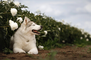 Cute Siberian husky dog lying on ground in field of blooming white peonies flowers. Fluffy purebred puppy resting outdoors in summer garden. Beautiful pet side view portrait under cloudy sky © Krystsina