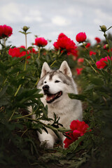 Vertical portrait of cute Siberian husky dog lying in field of blooming red peonies flowers. Fluffy purebred puppy resting outdoors in summer garden. Beautiful  pet under blue cloudy sky © Krystsina