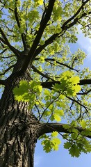 Fototapeta premium Tall Leafy Tree Reaching Upward Against Bright Blue Sky