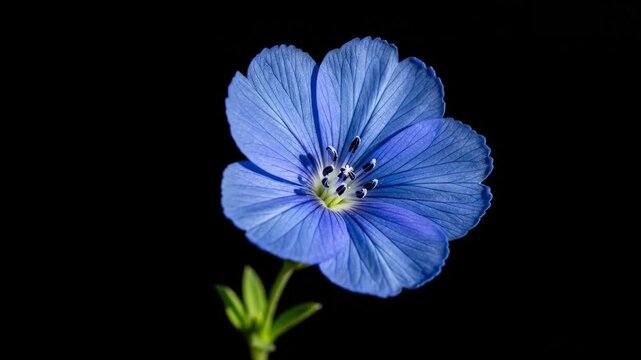 A single vibrant blue flax flower isolated against a deep black background