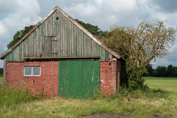 Fototapeta premium Walnut tree and old barn in a field during daylight in rural landscape