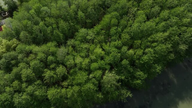Aerial view of densely forested green island inside the river delta at Anaklia resort in Georgia