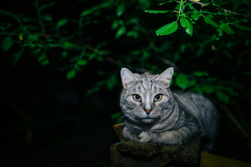 Obraz premium A cat is lying on a bench outside at night