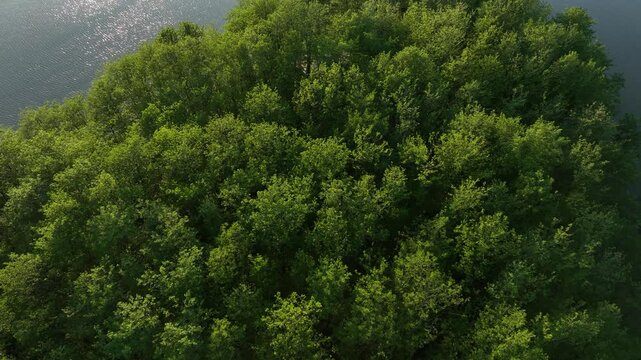 Aerial view of densely forested green island inside the river delta at Anaklia resort in Georgia